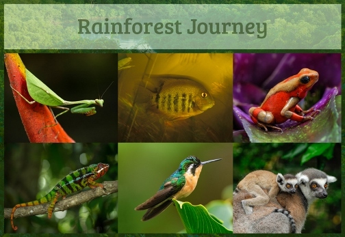 Rainforest Journey {TOS Crew Review}