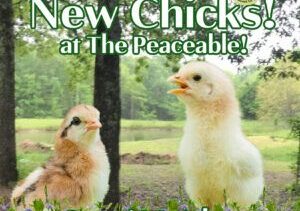 New Chicks at The Peaceable